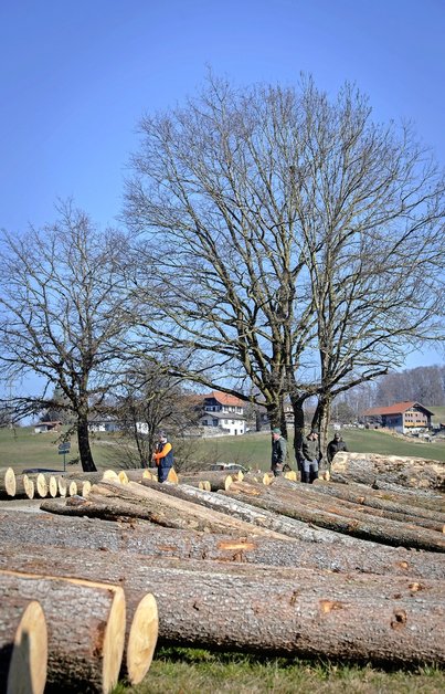 Ces trésors cachés sous l’écorce