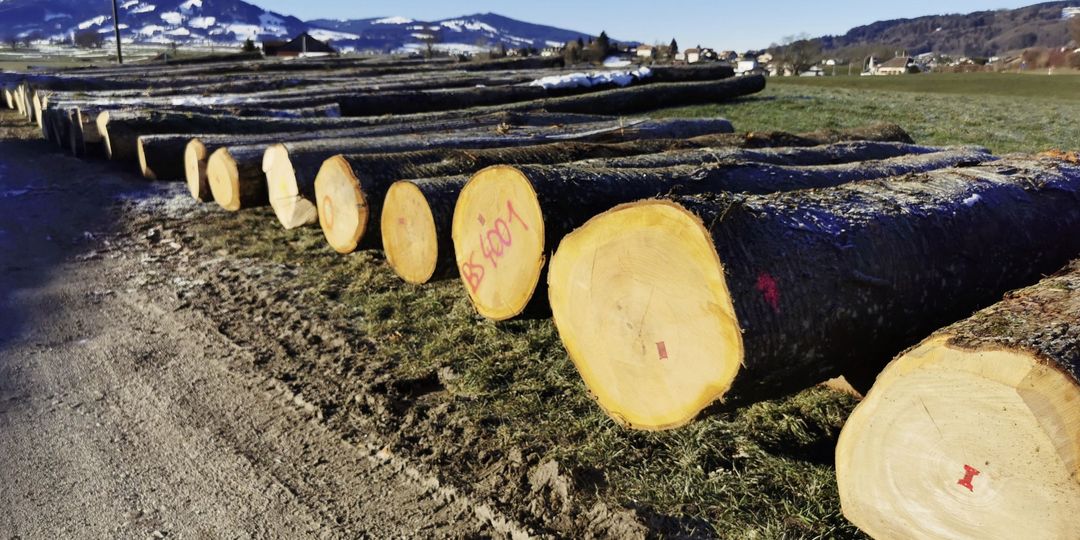 Das Holz von seltenen Baumarten sucht neue Besitzer