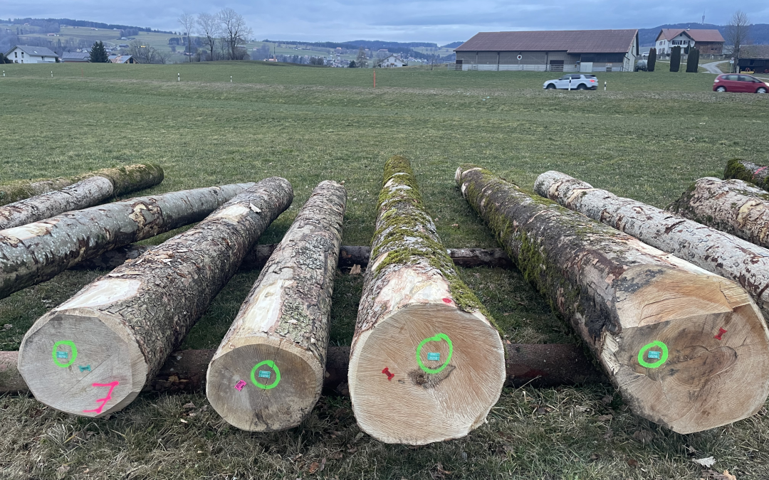 Vente des lots de bois rares à Echarlens