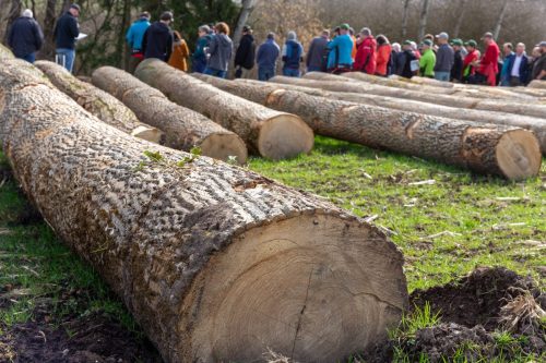 Mise de bois de la Gruyère 2026